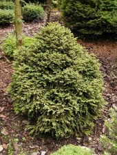 Picea abies 'Humilis' 